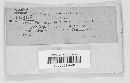 Verticicladium pulvereum image