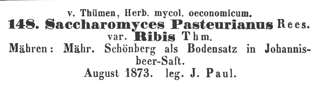 Saccharomyces pasteurianus var. ribis image