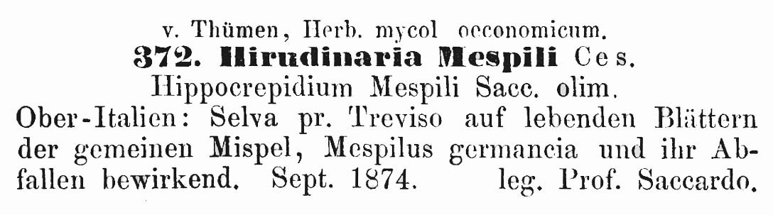 Hirudinaria mespili image
