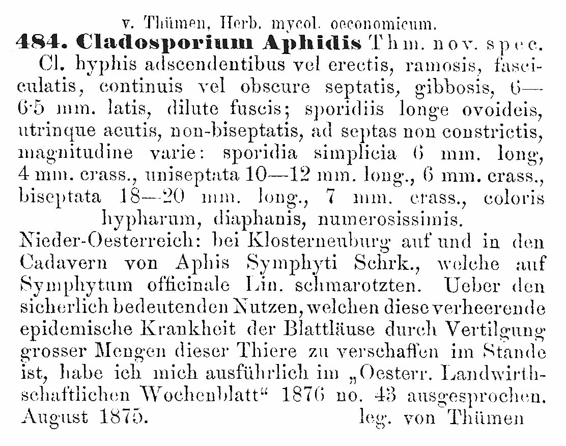 Cladosporium aphidis image