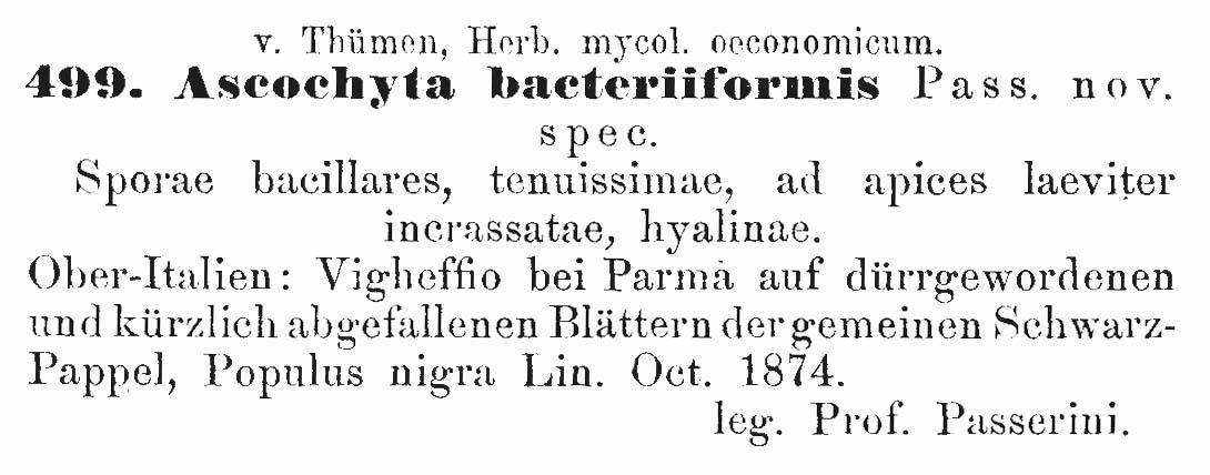 Ascochyta bacteriiformis image