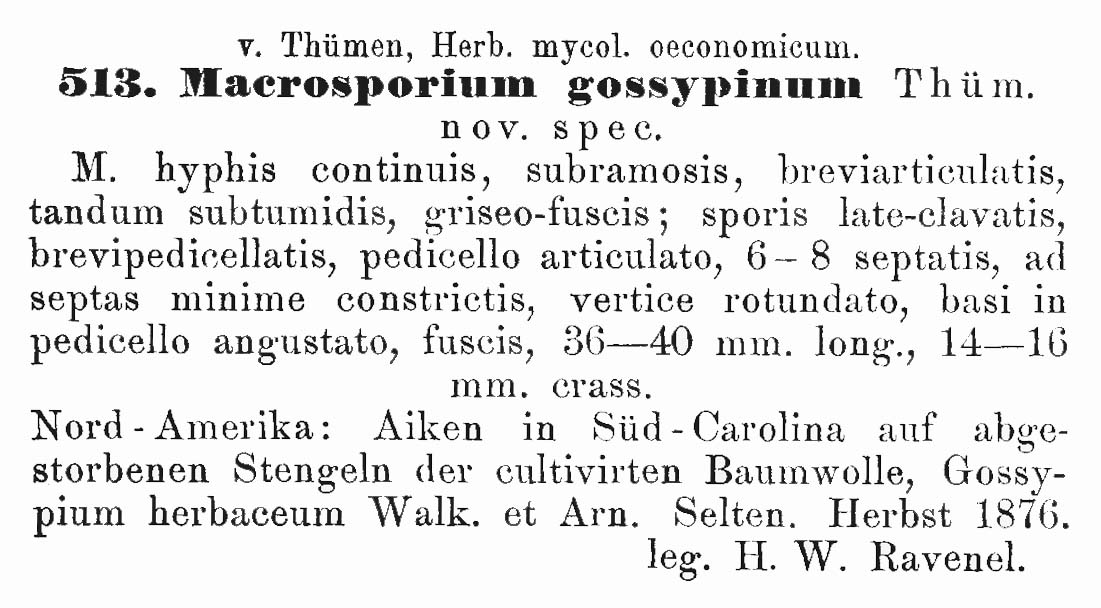 Alternaria gossypina image