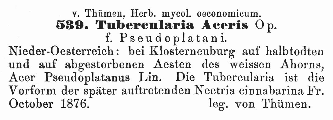 Tubercularia aceris image