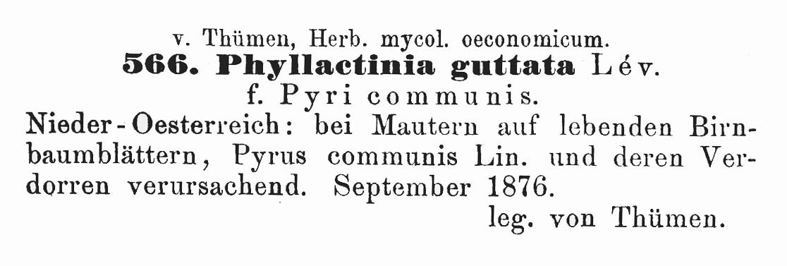 Phyllactinia guttata image