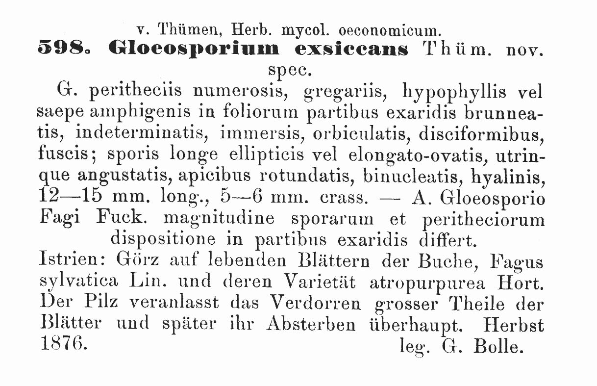 Gloeosporium exsiccans image