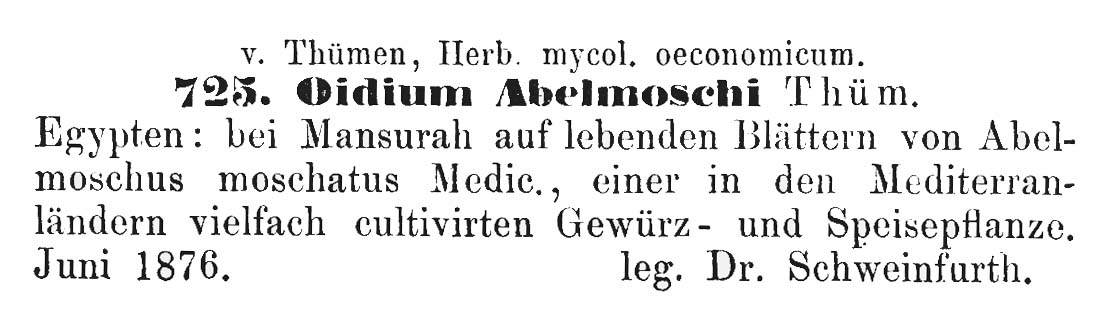 Oidium abelmoschi image