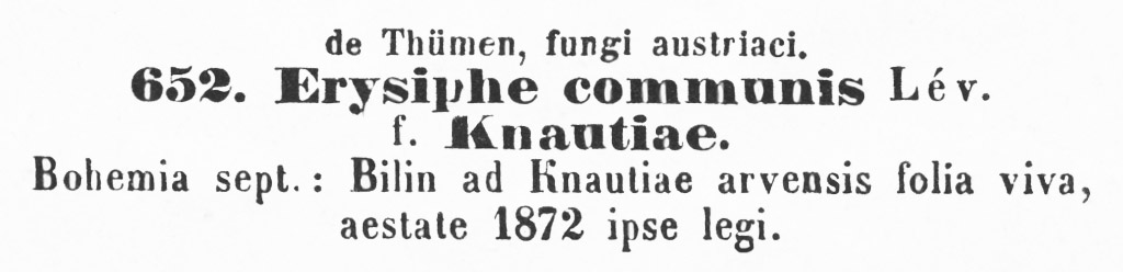 Erysiphe communis f. knautiae image