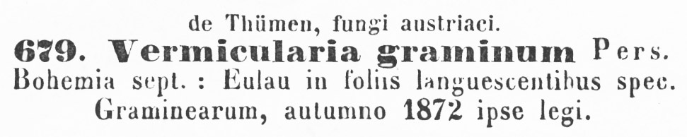 Vermicularia graminum image