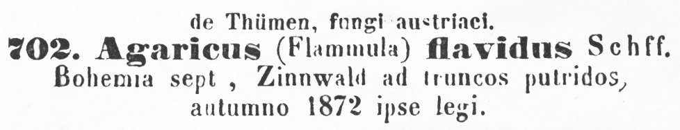 Agaricus flavidus image
