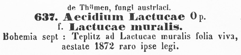 Aecidium lactucae image
