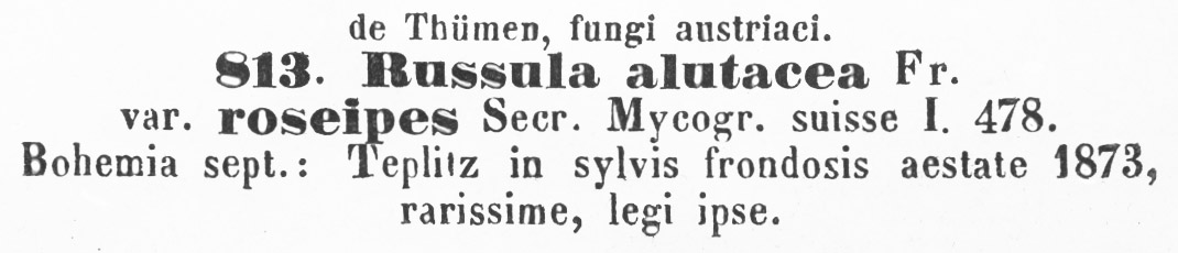 Russula alutacea var. roseipes image