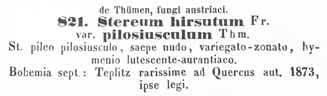 Stereum hirsutum var. pilosiusculum image