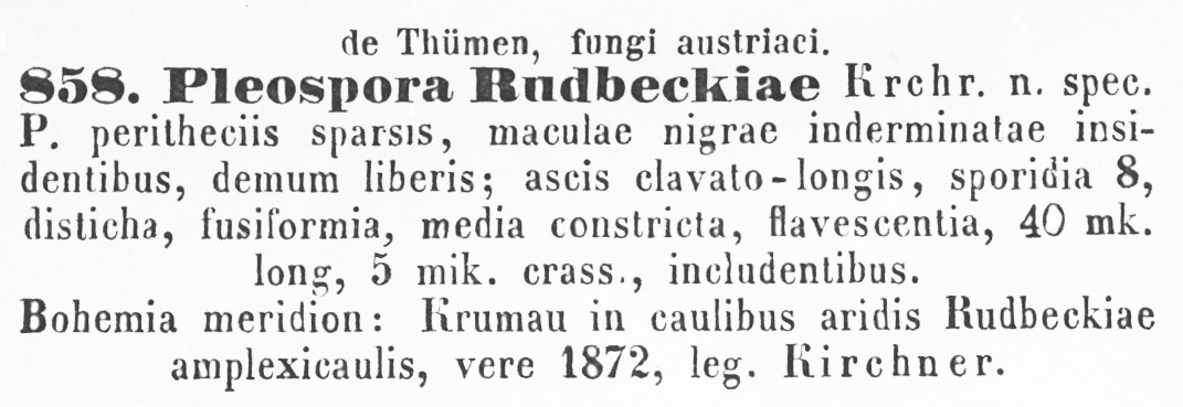 Pleospora rudbeckiae image