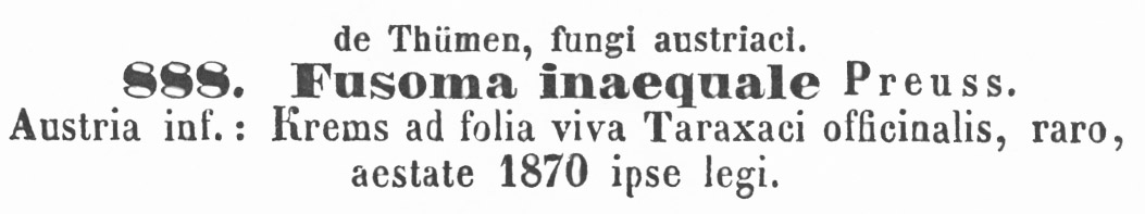 Fusoma inaequale image