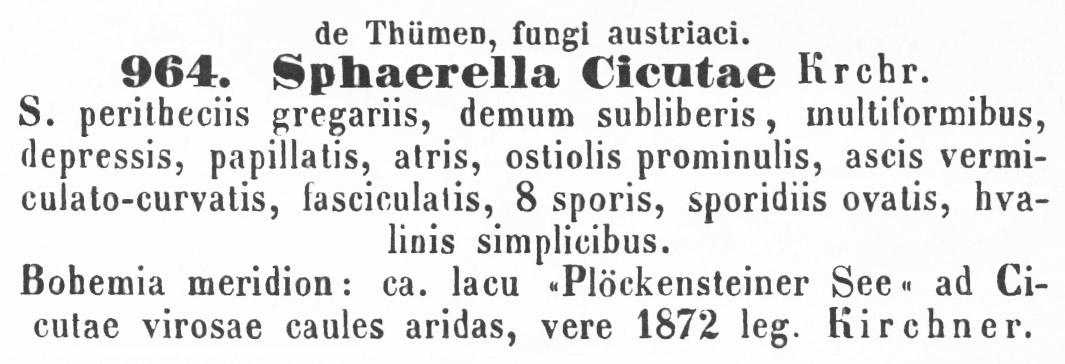 Sphaerella cicutae image