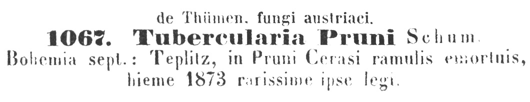 Tubercularia pruni image