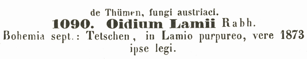 Oidium lamii image