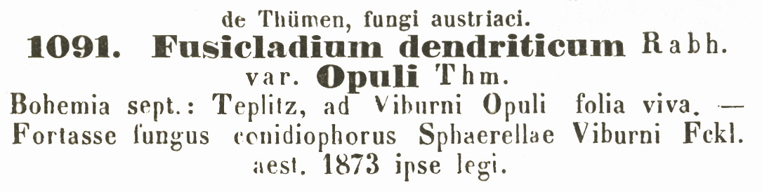 Fusicladium dendriticum var. opuli image