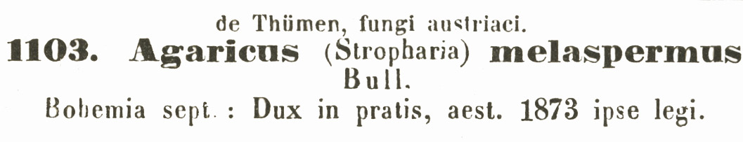 Agaricus melaspermus image