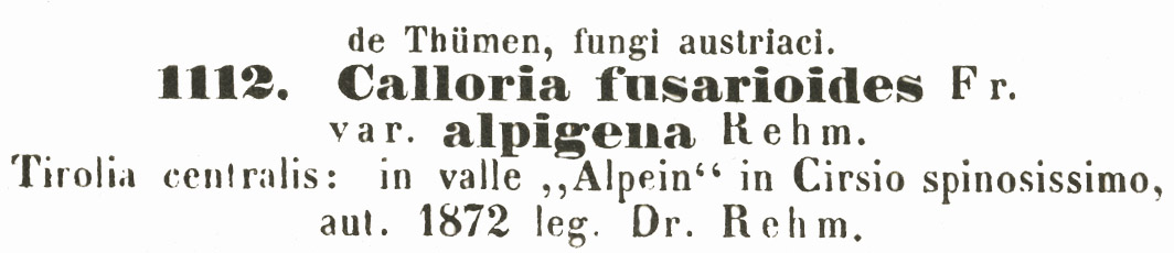 Calloria fusarioides var. alpigena image
