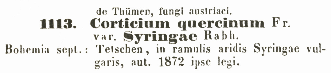 Corticium quercinum var. syringae image