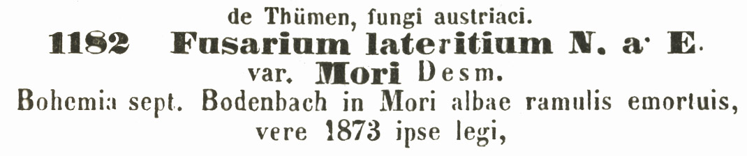 Fusarium lateritium var. mori image