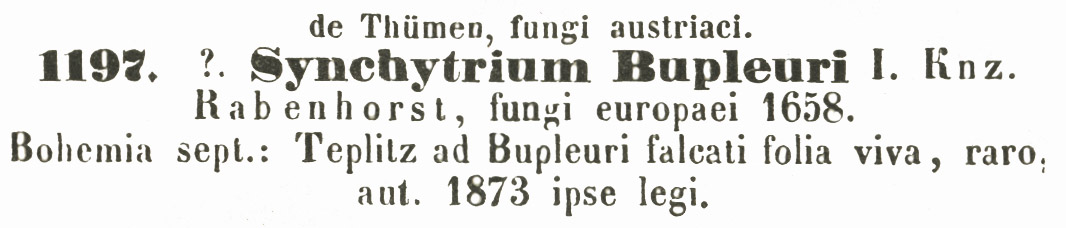 Synchytrium bupleuri image