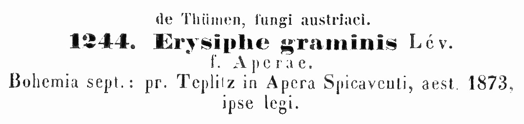 Erysiphe graminis f. aperae image