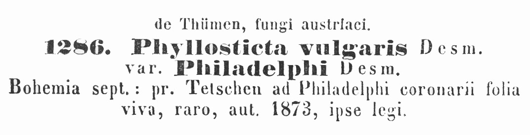 Phyllosticta vulgaris var. philadelphi image