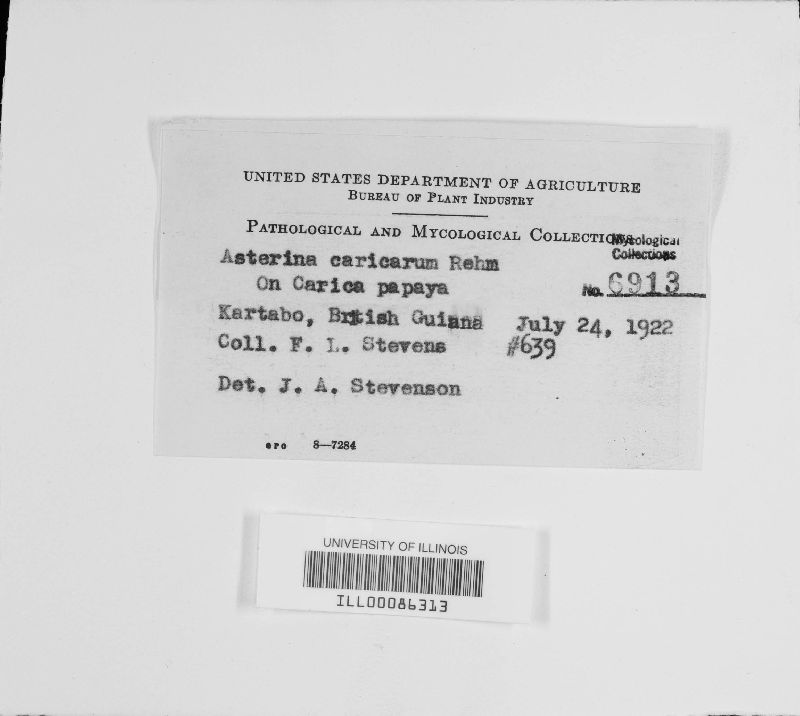 Asterina caricarum image