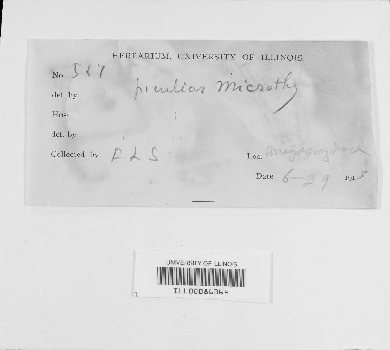 Asterina myrciae image