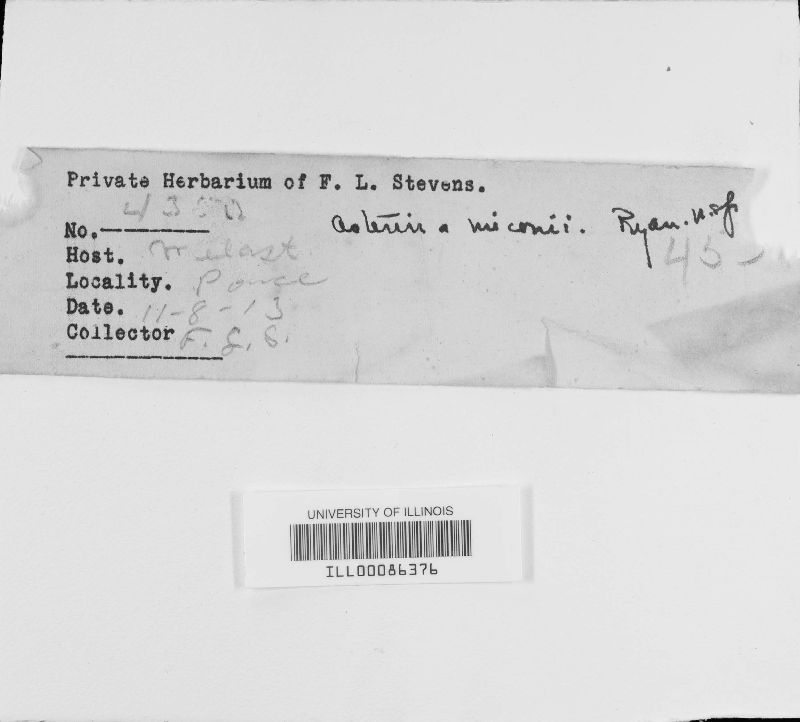 Asterina image