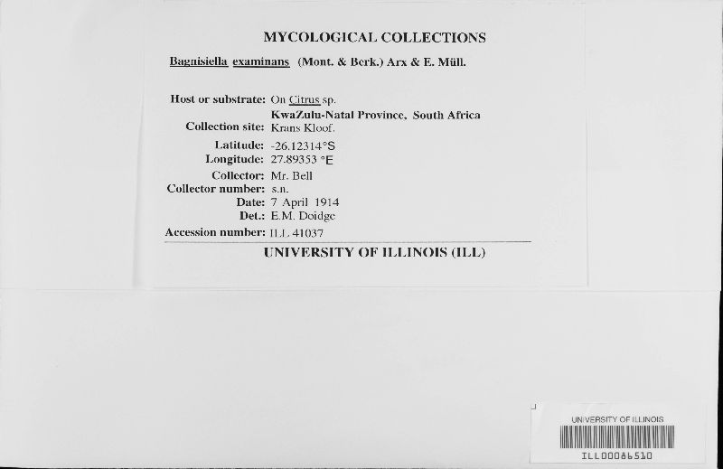 Bagnisiella examinans image
