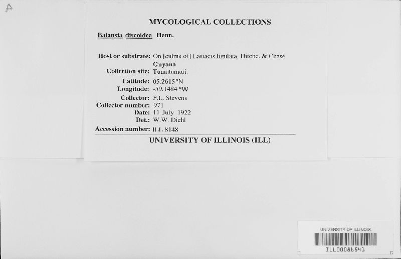 Balansia discoidea image
