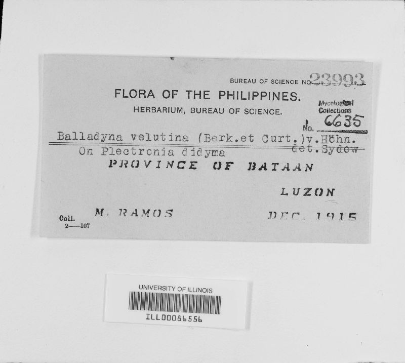 Balladyna velutina image