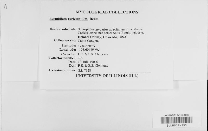 Belonidium caricicola image