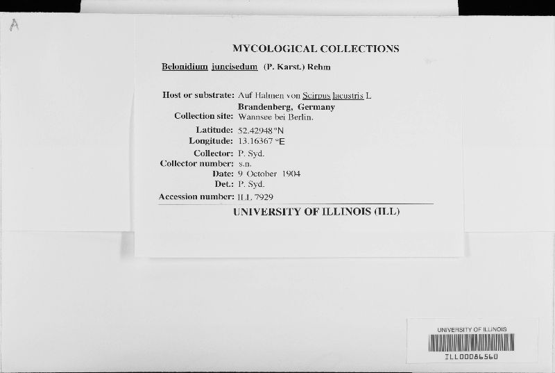 Belonopsis junciseda image