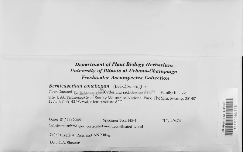 Berkleasmium concinnum image