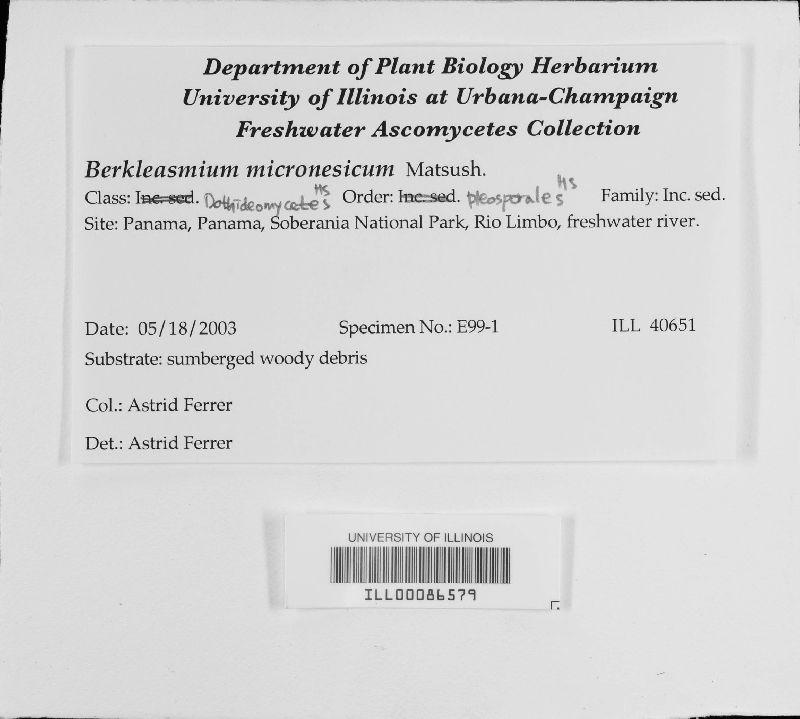Berkleasmium micronesicum image