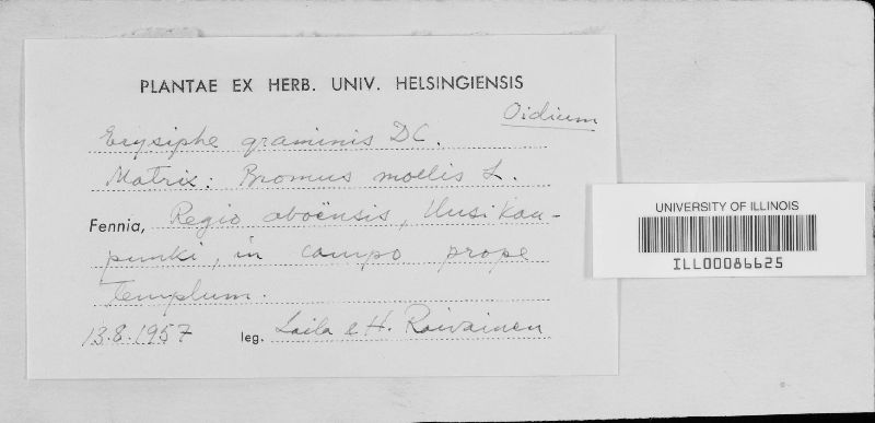 Blumeria graminis image