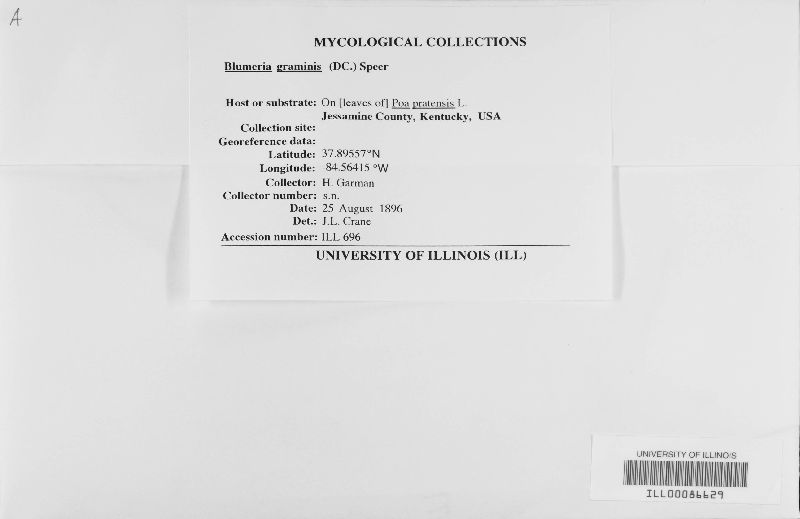 Blumeria graminis image