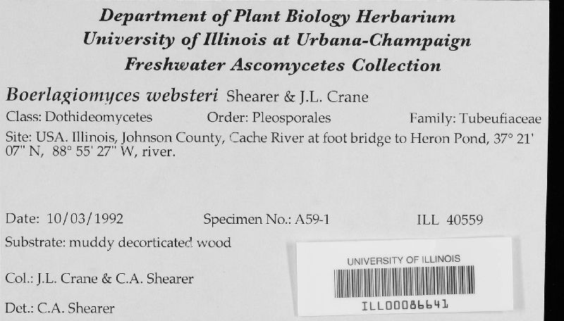 Boerlagiomyces websteri image