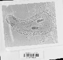 Boerlagiomyces websteri image