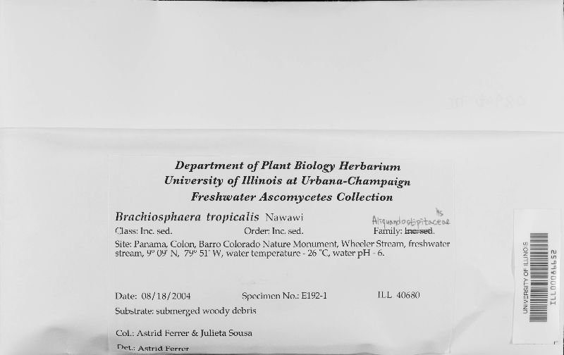 Brachiosphaera tropicalis image