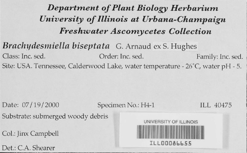 Brachydesmiella biseptata image