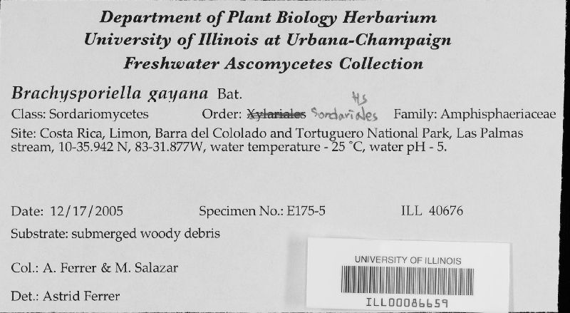 Brachysporiella gayana image