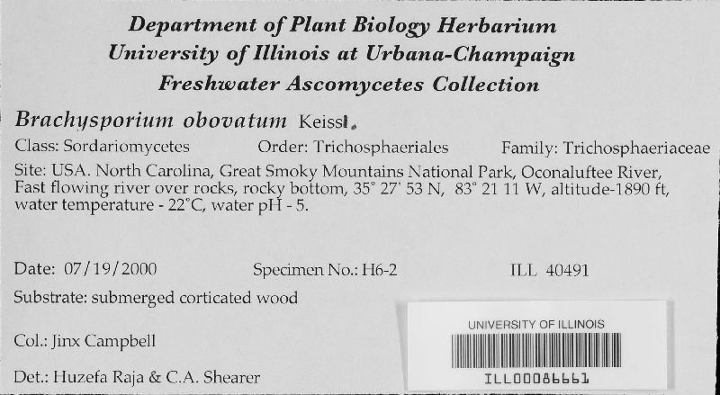 Brachysporium obovatum image