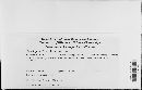 Brachysporium obovatum image