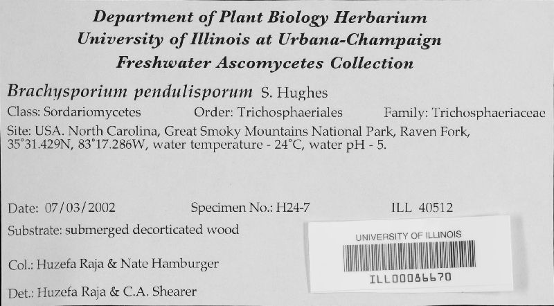 Brachysporium pendulisporum image