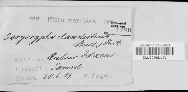 Brunnipila clandestina image
